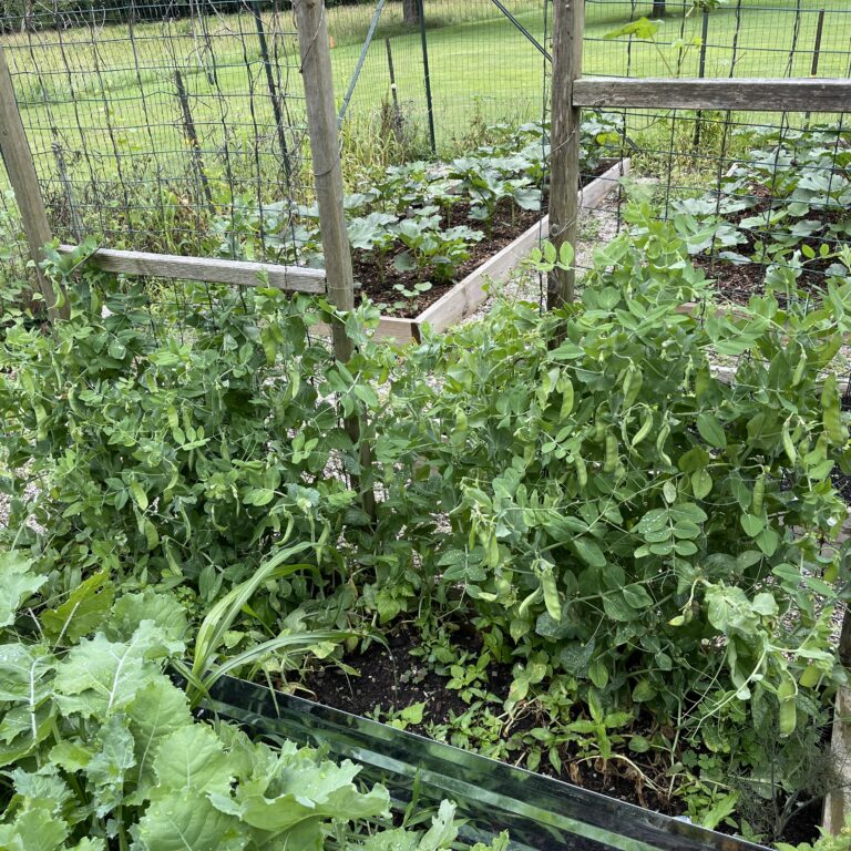 CommunityGarden24